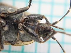 Graptopeltus lynceus