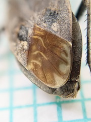Graptopeltus lynceus