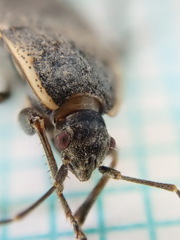 Graptopeltus lynceus