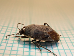 Graptopeltus lynceus