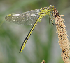 Gomphus pulchellus