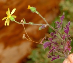 Senecio sisymbriifolius