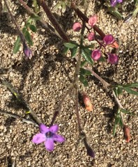 Gilia tenuiflora