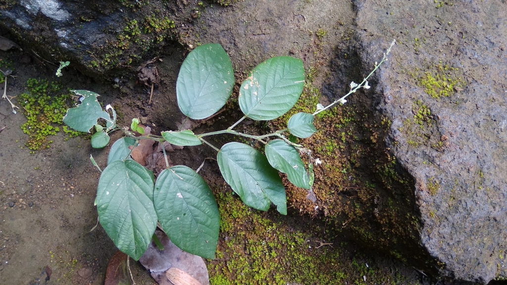 sal-leaved desmodium