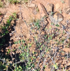 Ocimum burchellianum