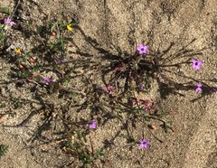 Gilia tenuiflora