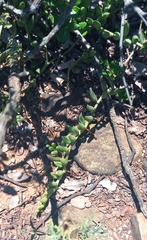 Curio radicans