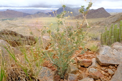 Euryops subcarnosus vulgaris