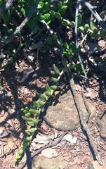 Curio radicans