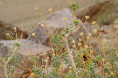 Euryops subcarnosus vulgaris