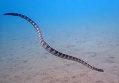 Hydrophis ornatus