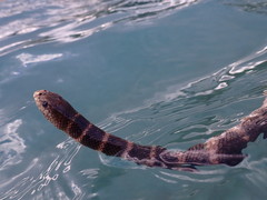 Hydrophis ornatus