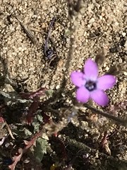 Gilia tenuiflora