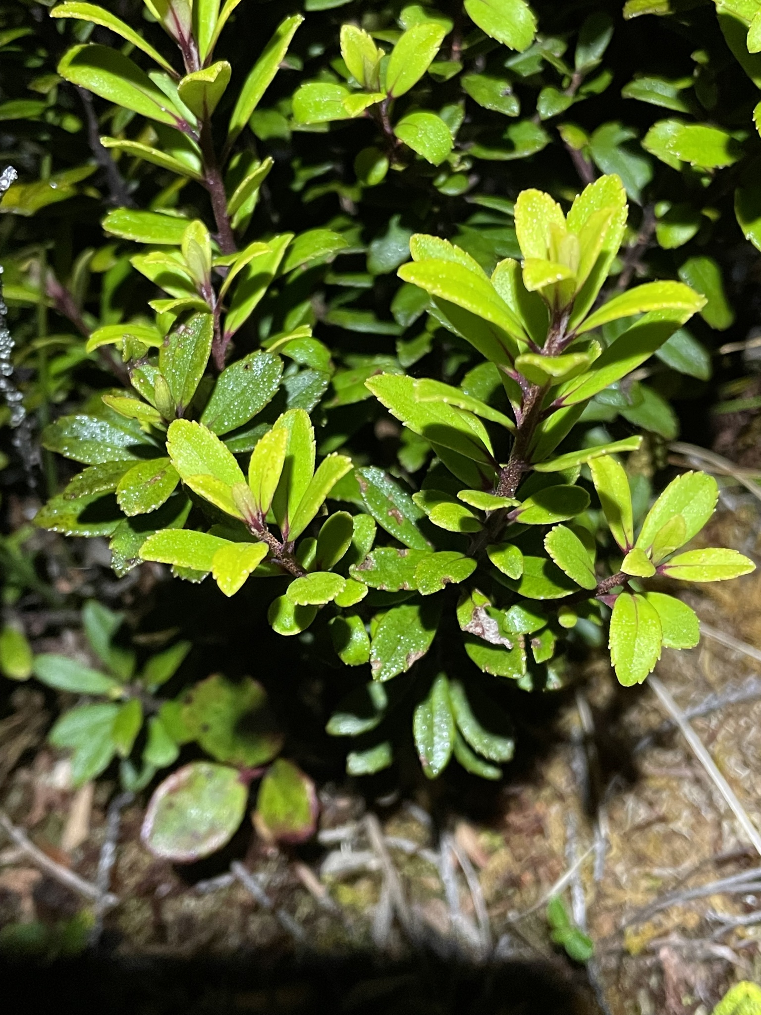 Myrsine denticulata