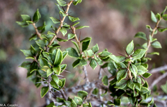 Leuenbergeria guamacho