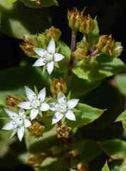 Crassula pellucida brachypetala