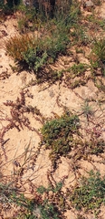 Curio radicans