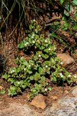 Crassula pellucida brachypetala