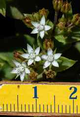 Crassula pellucida brachypetala