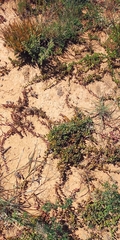 Curio radicans