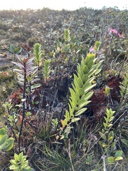 Lysimachia daphnoides