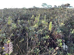 Lysimachia daphnoides