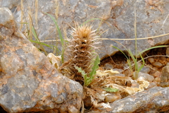 Acanthopsis hoffmannseggiana