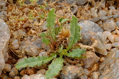 Acanthopsis hoffmannseggiana