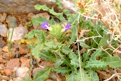 Acanthopsis hoffmannseggiana
