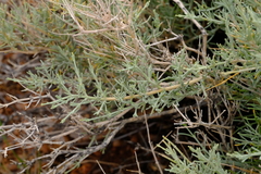 Calobota linearifolia