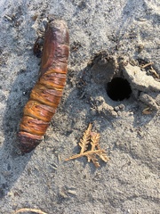 Abantiades atripalpis