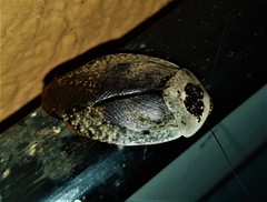 Gyna caffrorum
