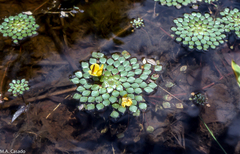Ludwigia sedoides