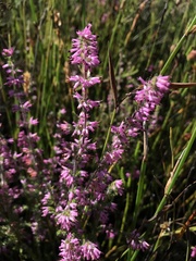 Erica uberiflora