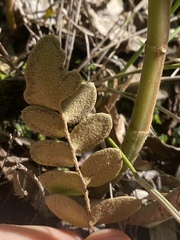 Paraceterach muelleri