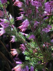 Erica uberiflora