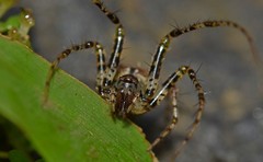 Anansi