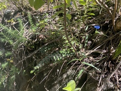 Paraceterach muelleri