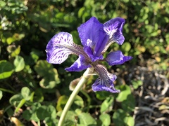 Iris tectorum