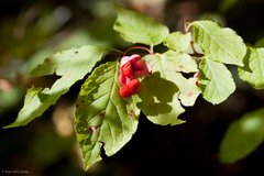 Euonymus occidentalis