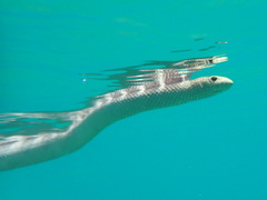 Hydrophis ornatus