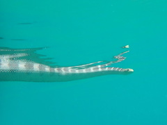Hydrophis ornatus