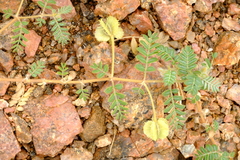 Tribulus cristatus