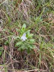 Prostanthera clotteniana