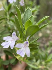 Prostanthera clotteniana