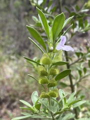 Prostanthera clotteniana