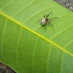 Araneae