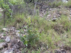 Prostanthera clotteniana