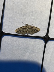 Eupithecia monticolans