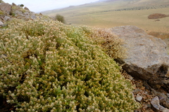 Mesembryanthemum schenkii